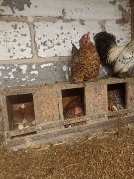 Jaja lęgowe sprzedam