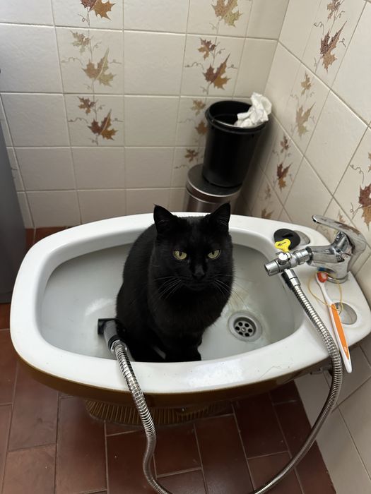 Gata preta meiguinha