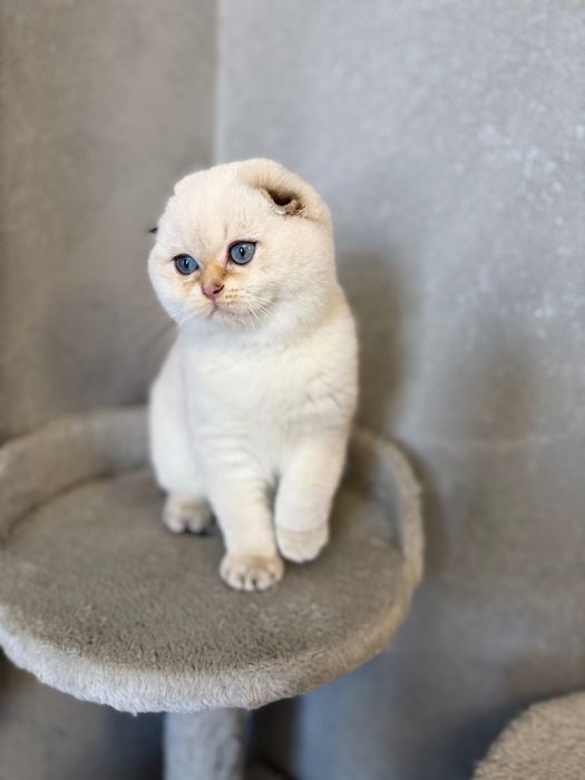 Zwisłoucha szkocka kotka, koloru point