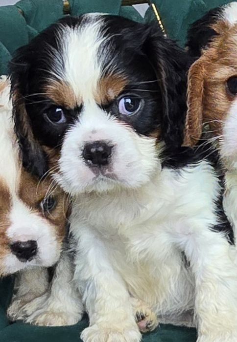 Piesek blenheim Cavalier King Charles Spaniel