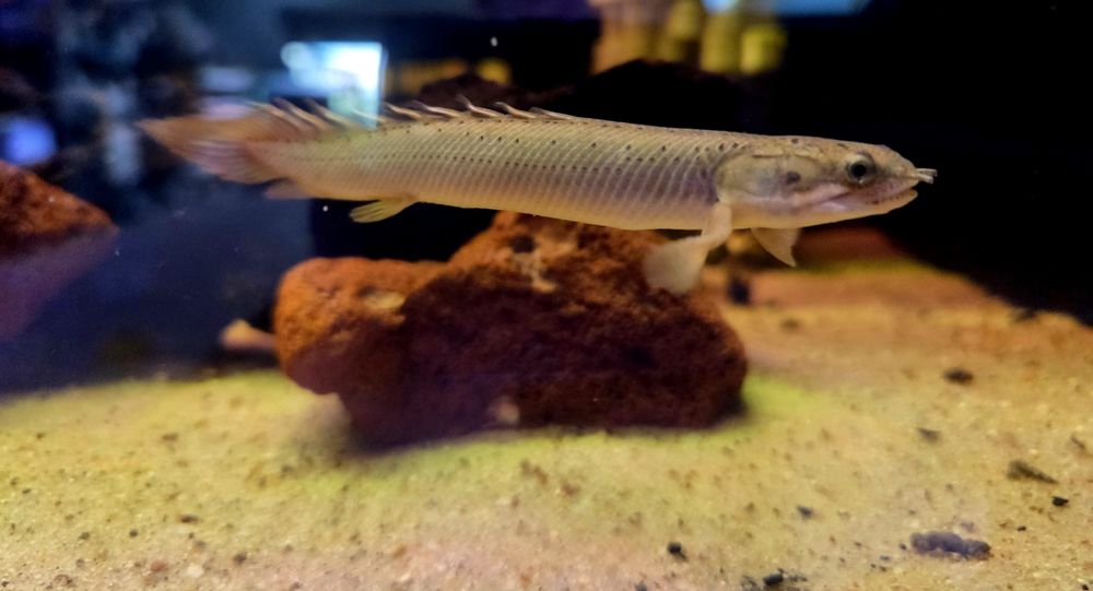 Polypterus senegalski
