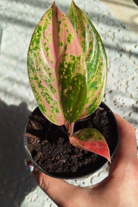 Aglaonema apple fantasy