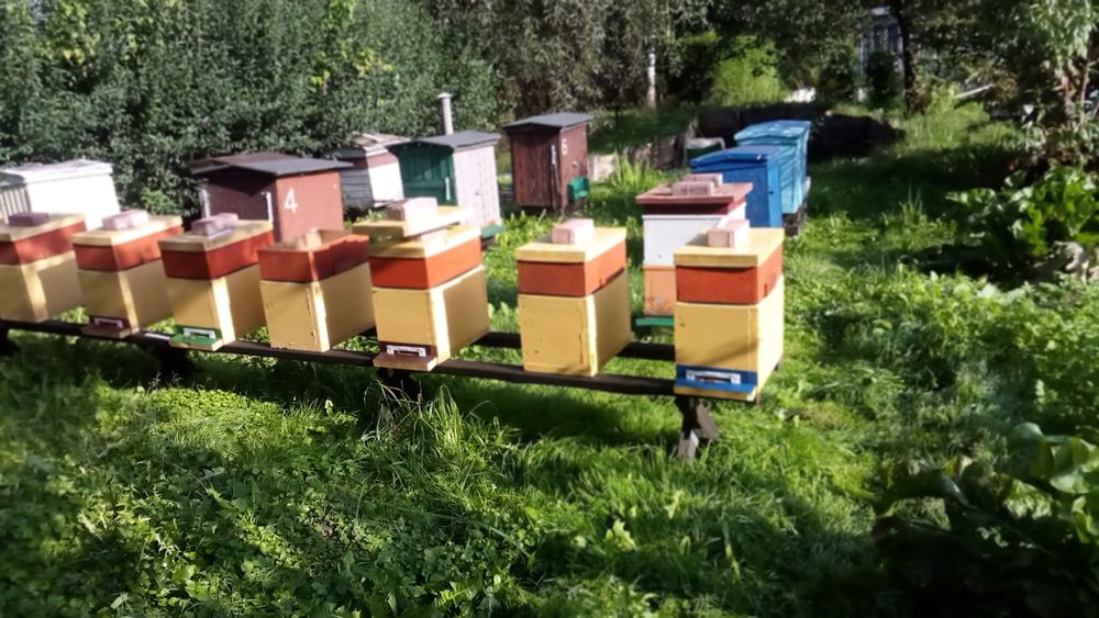 Przezimowane Pszczoły , odkłady , rodziny pszczele 2026