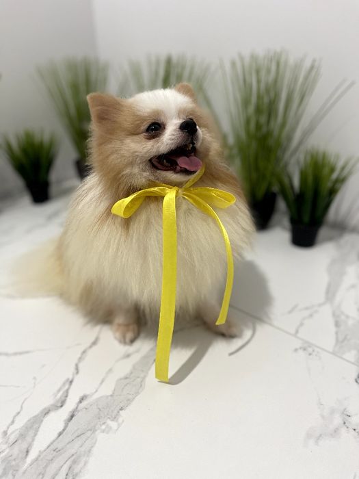 Померанські шпіци  ваш найкращий подарунок року