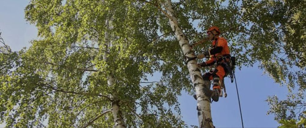 Рубка резка дров пилка деревьев