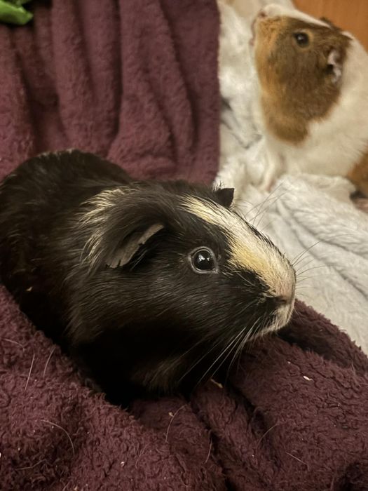 Oddam.za darmo cavia domowa