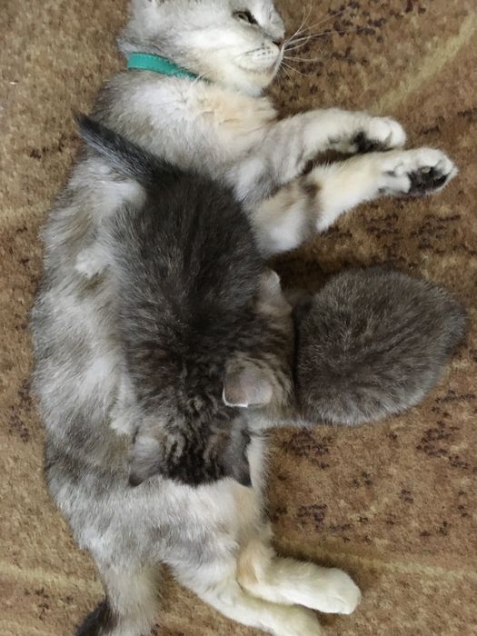 Британські кошенятка таббі на сріблі