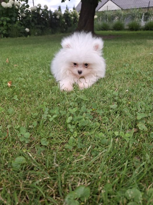 Szpic miniaturowy pomeranian