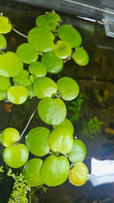 Limnobium laevigatum i inne rośliny Akwariowe