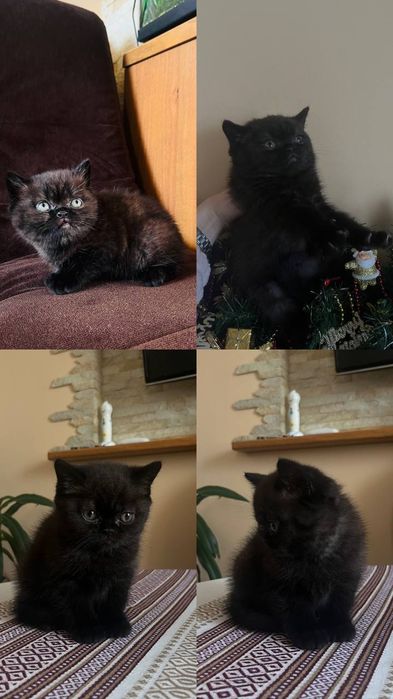 Чистокровні шотландські кошенята