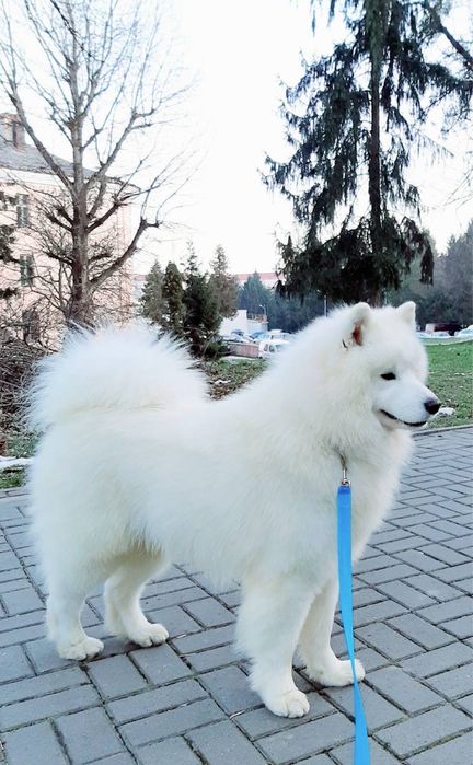 Вʼязка Самоїд