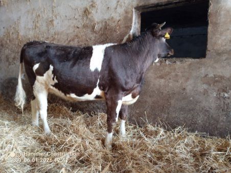 Jałówki cielne 7 miesięcy