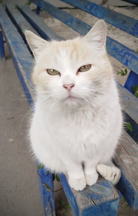 Руденький хлопчик у відповідальну родину