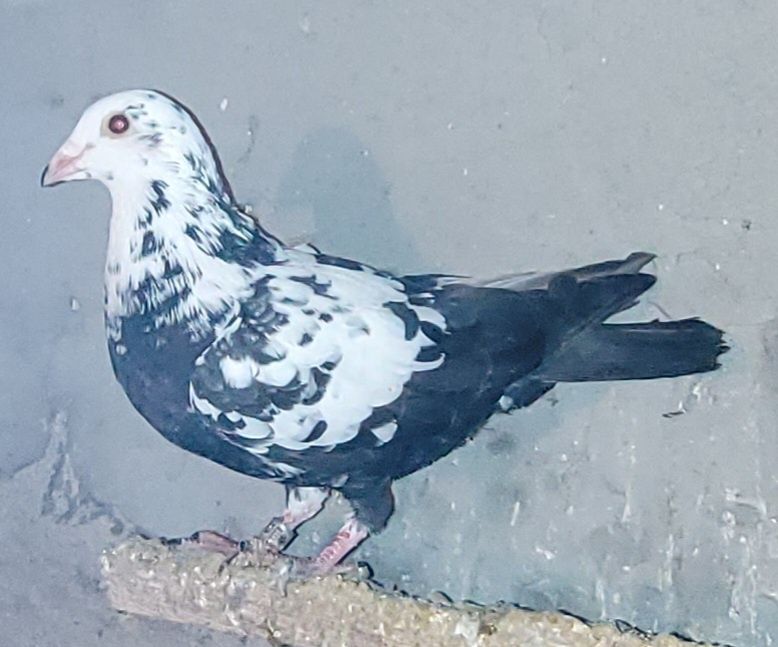 Gołębie pocztowe pakiet 8 sztuk