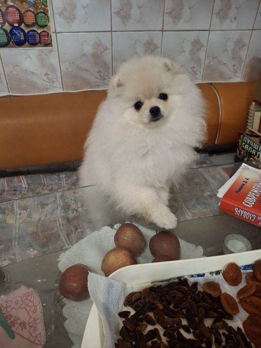 Щенок померанского шпица