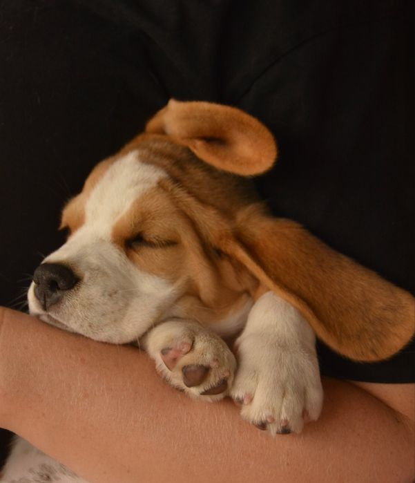 Бігль, цуценята хлопчики й дівчата