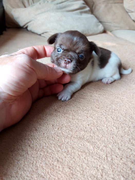 Chihuahua  Com  Lop ( Pedigree )