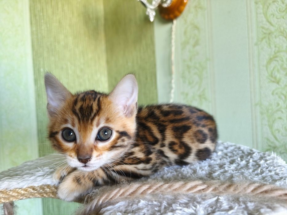 Бенгальские котята