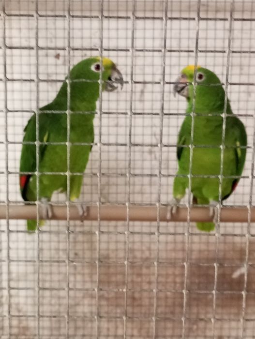 Casal amazonas ochrocephalo
