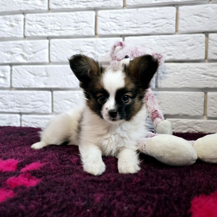 Śliczny piesek,  ZKwP FCI, Spaniel kontynentalny Miniaturowy, Papillon
