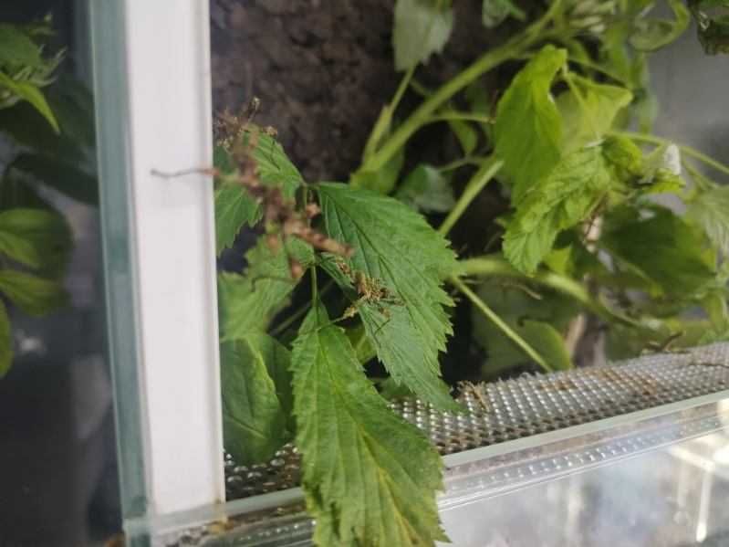 Straszyk Trachyaretaon sp. North Luzon,straszyk,straszyki