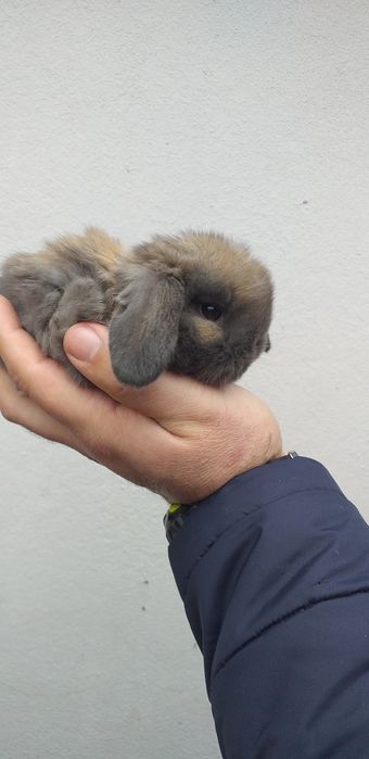 Kit Coelhos anões mini lop belier/orelhudos
