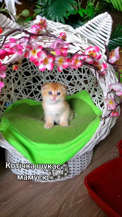 Милий ласкавий малюк. Кошенята золота шиншила.