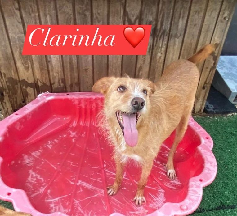 Cadela porte médio grande muito meiga para adoção responsável