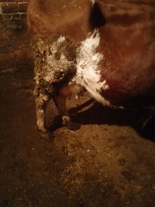 Продам тільну корову!