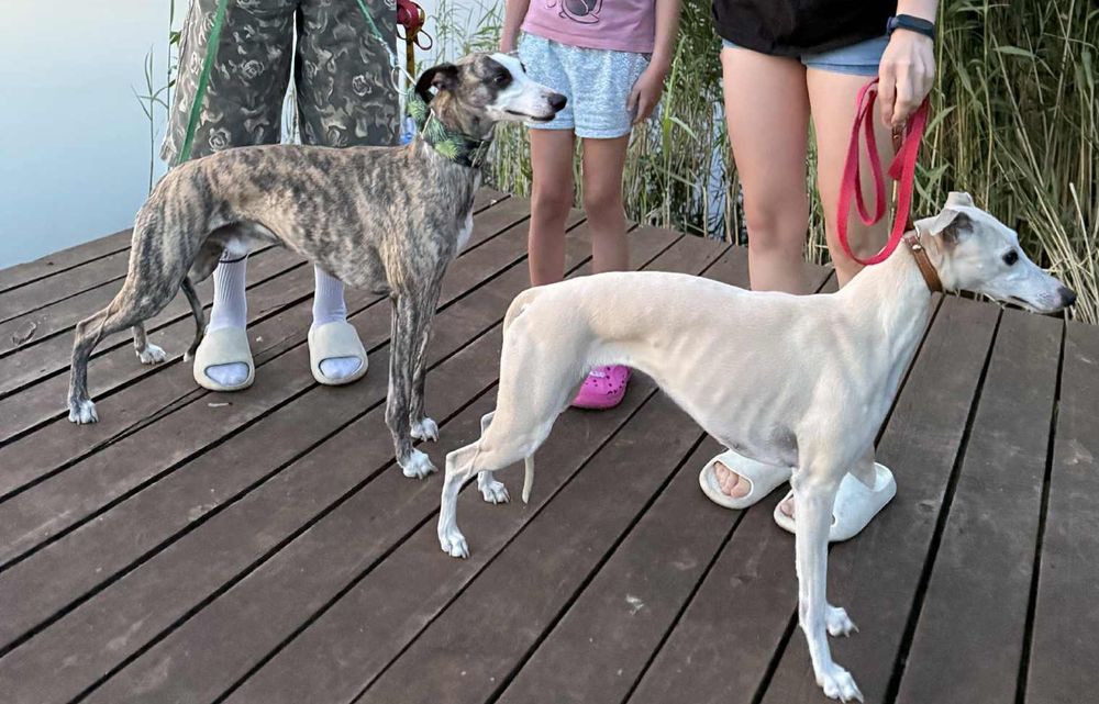 Chart Angielski WHIPPET