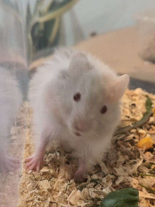 Dwumiesięczne chomiki syryjskie gotowe do odbioru