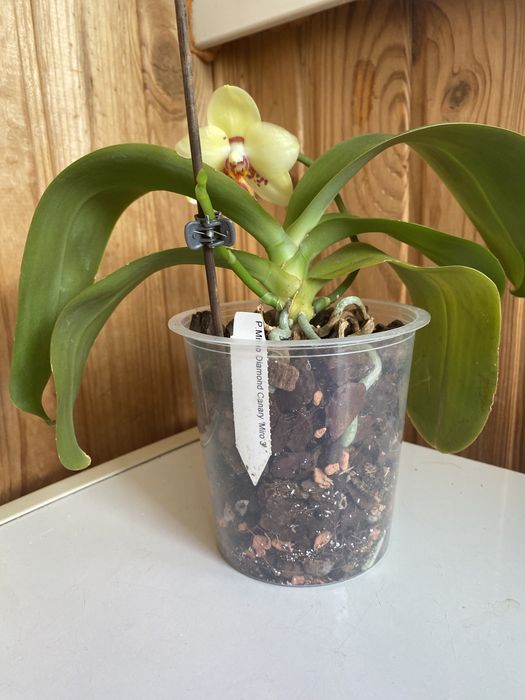 P. Mituo Diamond Canary 'Miro 3'Митуо диамонд