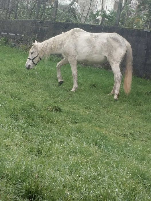 Égua lusitana com 11 anos
