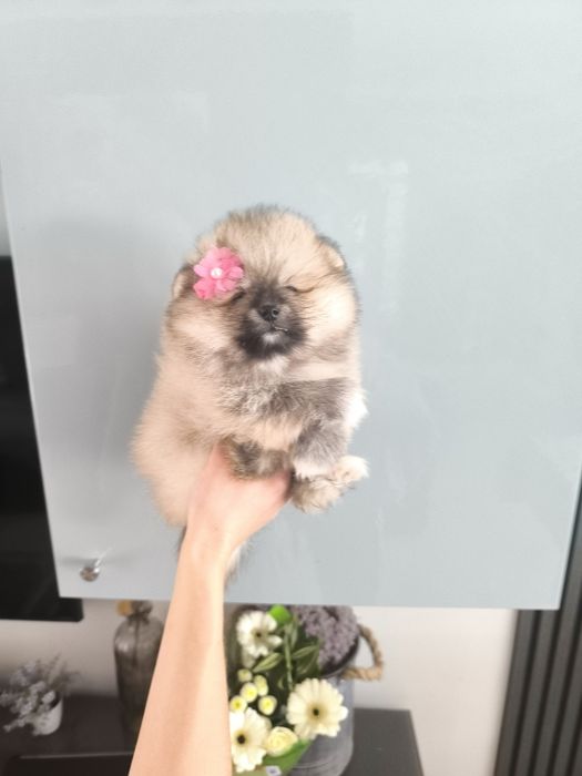 Lulu da Pomerânia. Menina .Ursinha Mini. Lop e Afixo . Russo.