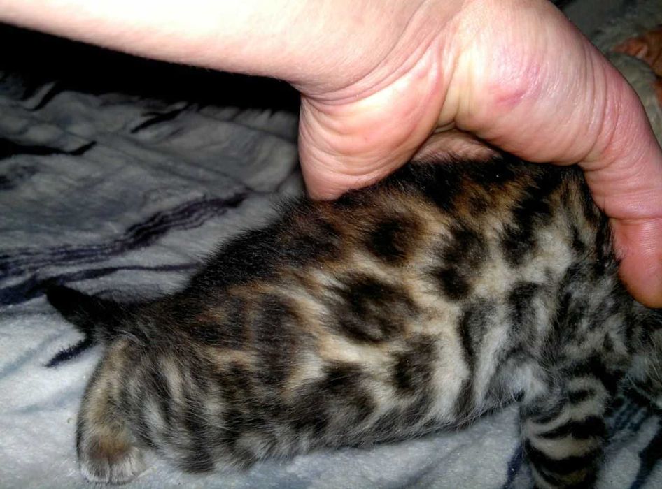 Чудовий бенгальський хлопчик чистої бенгальської крові BENn24