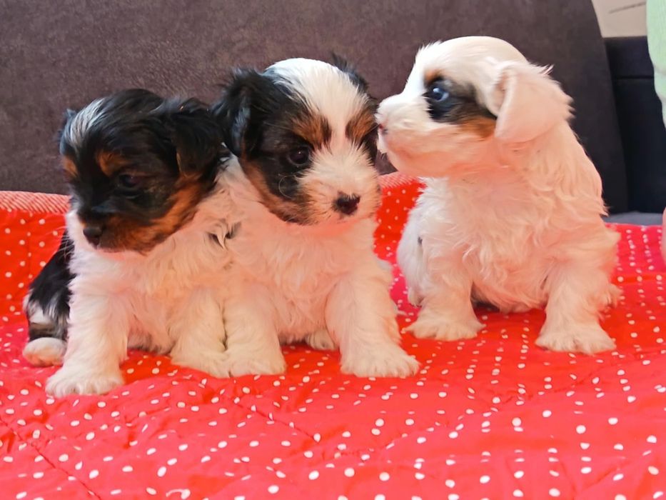 Szczeniak york biewer gotowy do odbioru