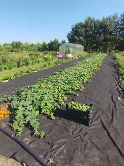 Świeże ogórki gruntowe na przetwory z domowej plantacji - zrywane po zamówieniu
