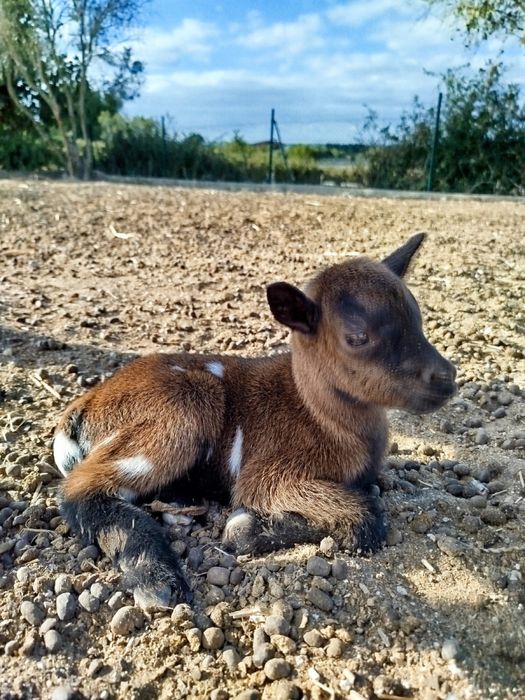 Adoráveis cabras anãs