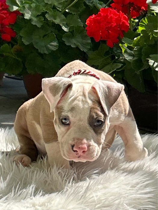 American Staffordshire Terrier