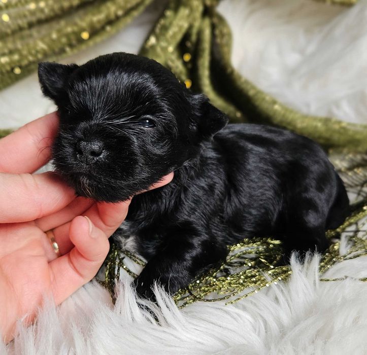 Black Yorshire Terrier - piesek z rodowodem