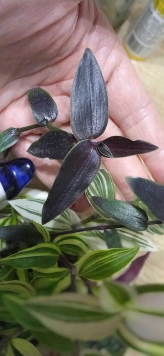 Rośliny doniczkowe kwiaty trzykrotki kolorowe zielone.