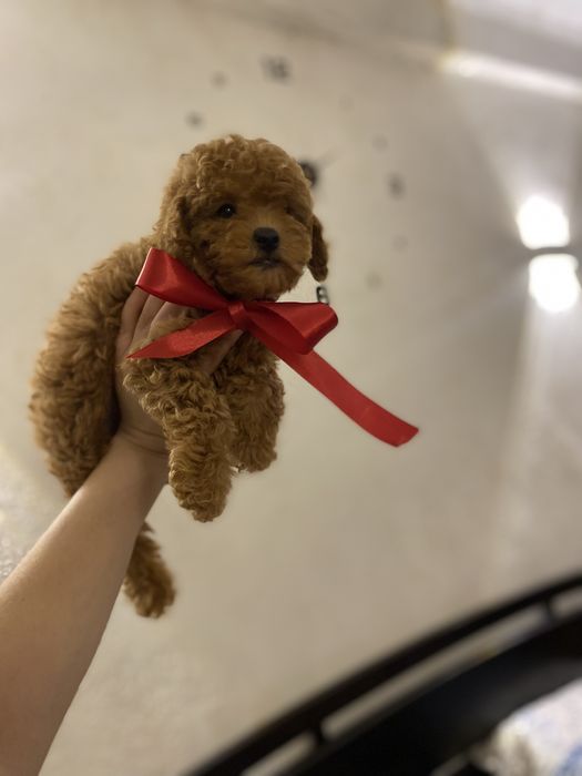 Маленький принц мальтипу — кукольный тип,