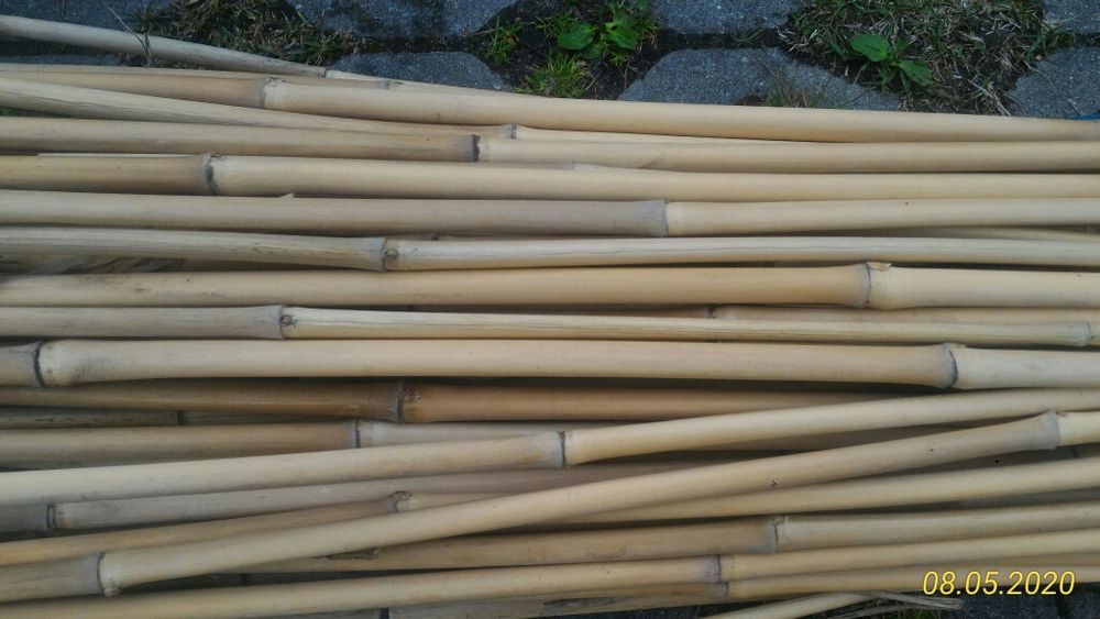 Bambus polski dugo od 1,50 do ponad 2m Jaworzno  OLX.pl