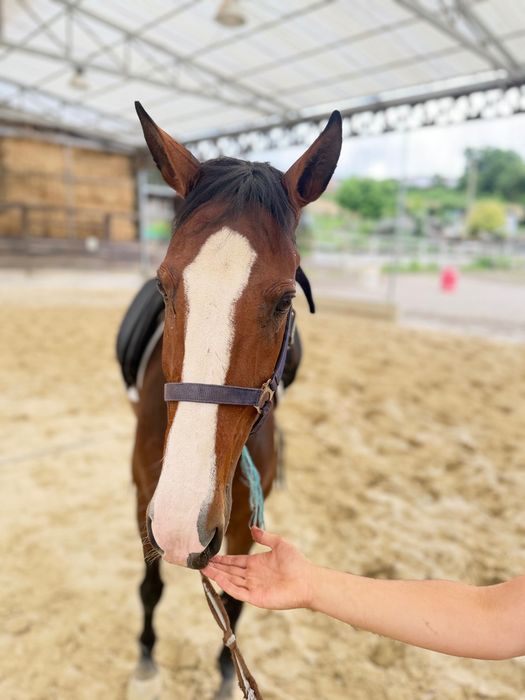 Cavalo PSL 3 anos
