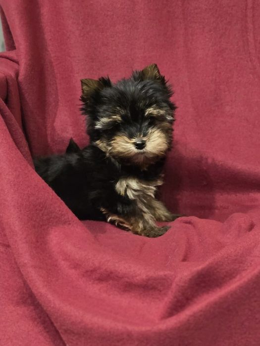 Piesek mini do 1,5kg Yorkshire Terrier