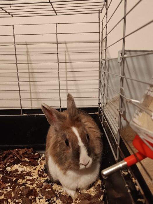 Królik miniaturka
