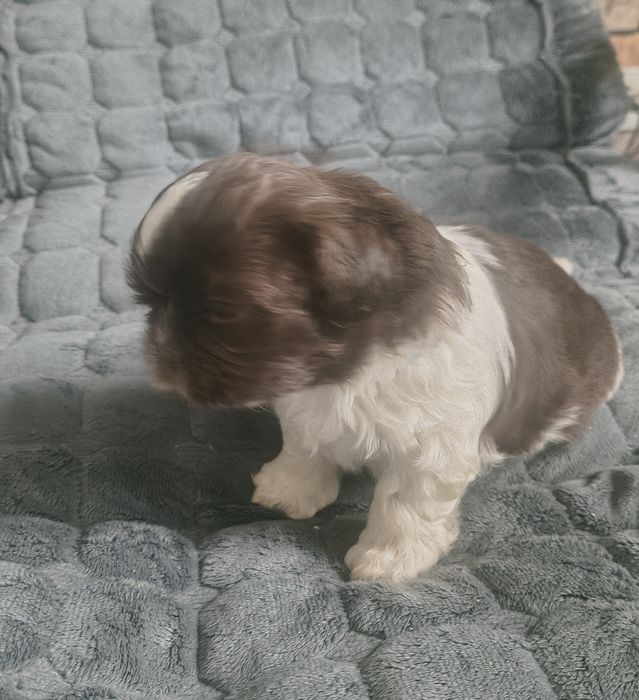Chłopiec shihtzu z rodowodem