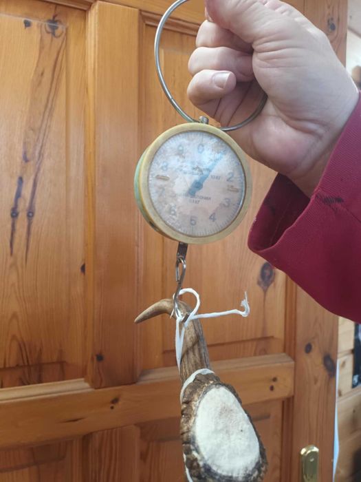 Zrzut daniela jelenia poroże rogi