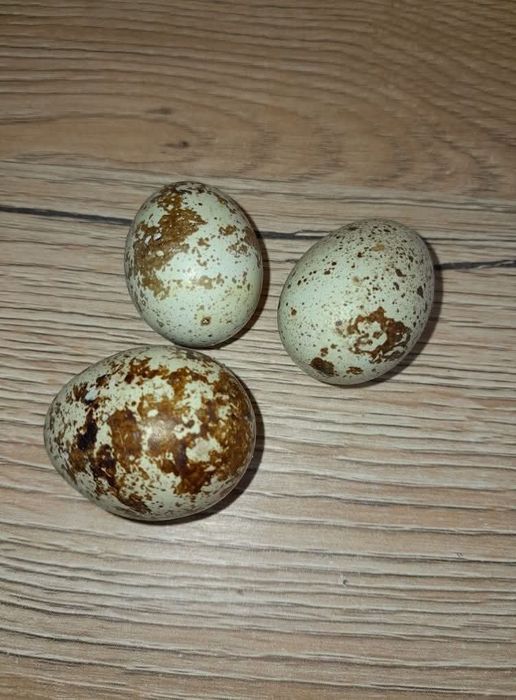 Sprzedam jajka przepiórcze