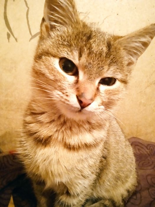 Хлопчик смугастий міні тигрик